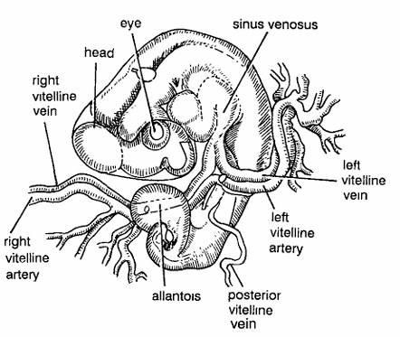 Chick Embryo : Three Days Old Formalin Preserved Whole Embryo from Ventral Side