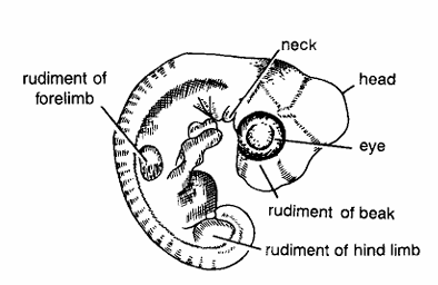 Chick Embryo : 6 Days Old Formalin 
Preserved Whole Embryo from Dorsal Side