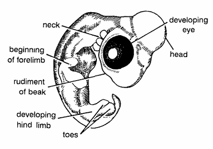 Chick Embryo : 12 Days Old Formalin Preserved Whole Embryo from Dorsal Side