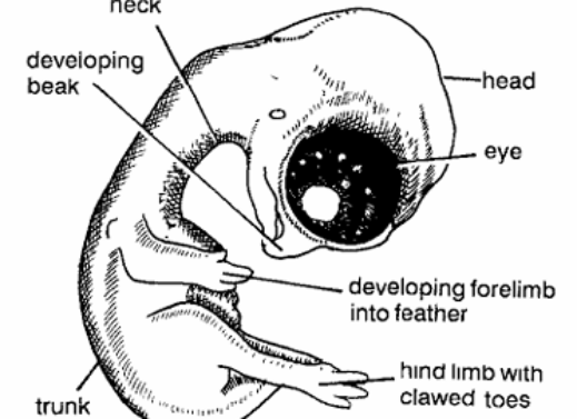 DEVELOPMENT OF CHICK EMBRYO