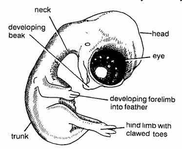 Chick Embryo 18 Days Old Formalin Preserved Whole Embryo from Dorsolateral Side