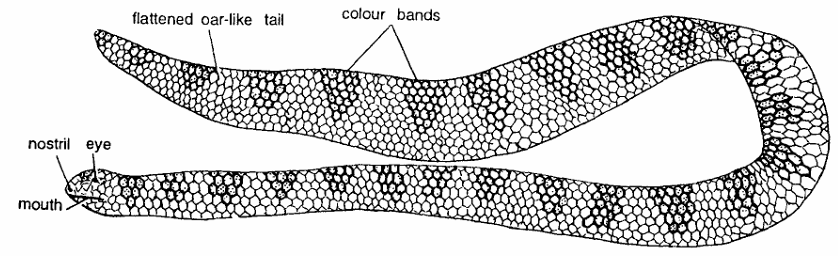 Classification of Hydrophis (Sea Snake)