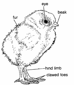 Chick Embryo 21 Days Just Hatched Chick