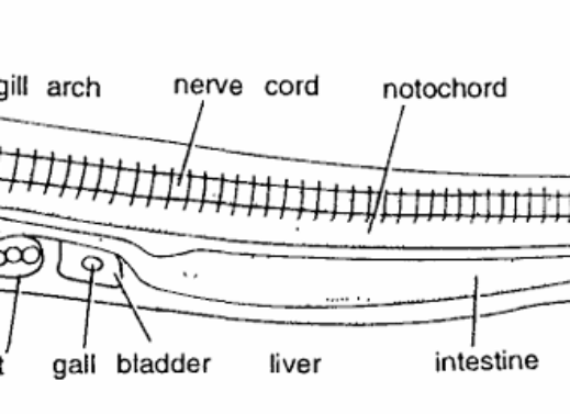 CYCLOSTOMATA SLIDES (Ammocoete Larva)