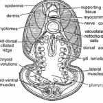 Ammocoete larva : T. S. passing through branchial region.