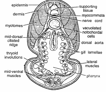 Ammocoete larva : T. S. passing through branchial region. 
