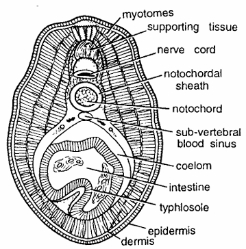 Since this section has typhlosole in intestine and all above characters, hence it is T.S. of 
Ammocoete larva passing through intestine.