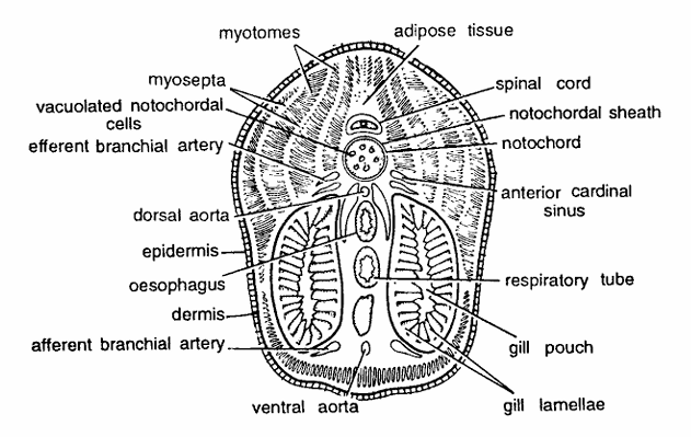 Fig. 16. Petromyzon : T.S. passing through branchial region. 
