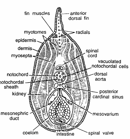 Fig. 17. Petromyzon : T.S. passing through trunk region. 
