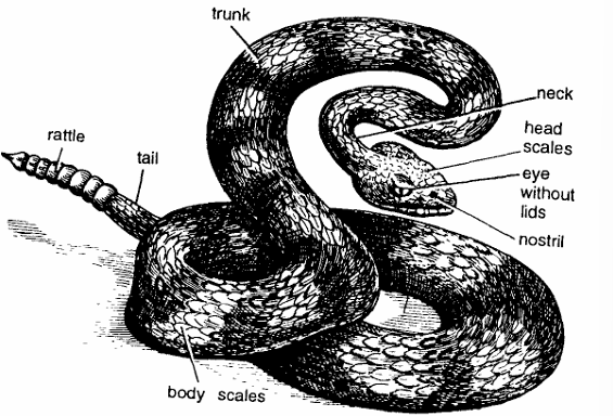 Classification of Crotalus (Rattle Snake)