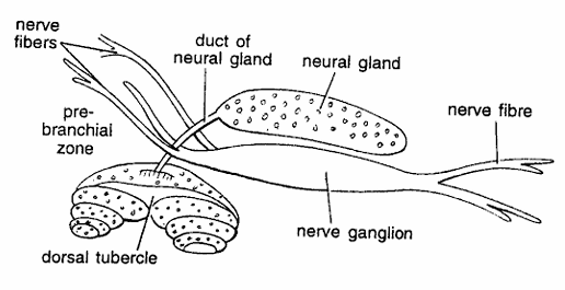 Herdmania Slides : Neural Complex