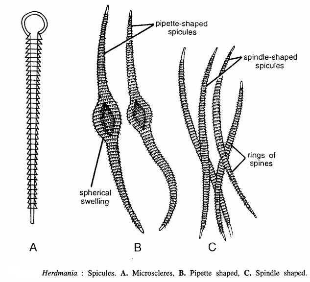 Herdmania Slides : Various Spicules