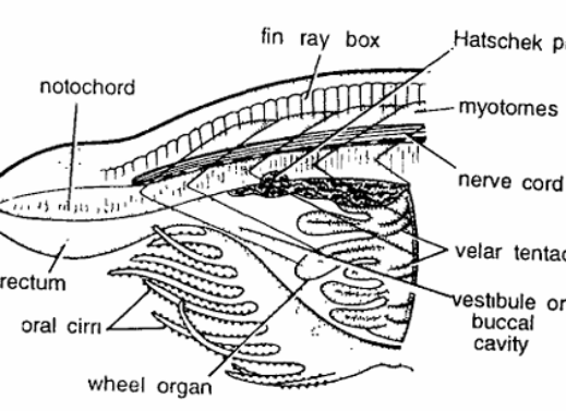 AMPHIOXUS SLIDES