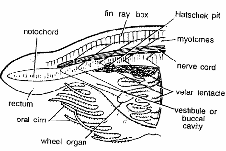 Amphioxus Slides : V.L.S. Anterior Region