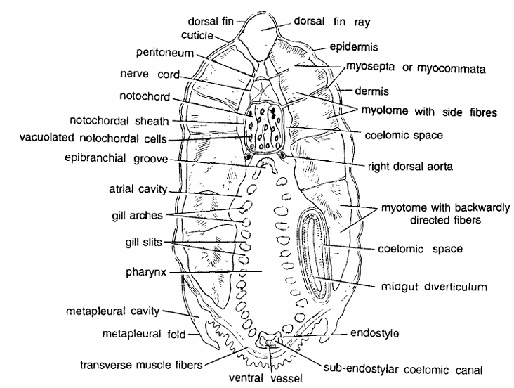 Amphioxus Slides : T.S. Passing Through Pharynx