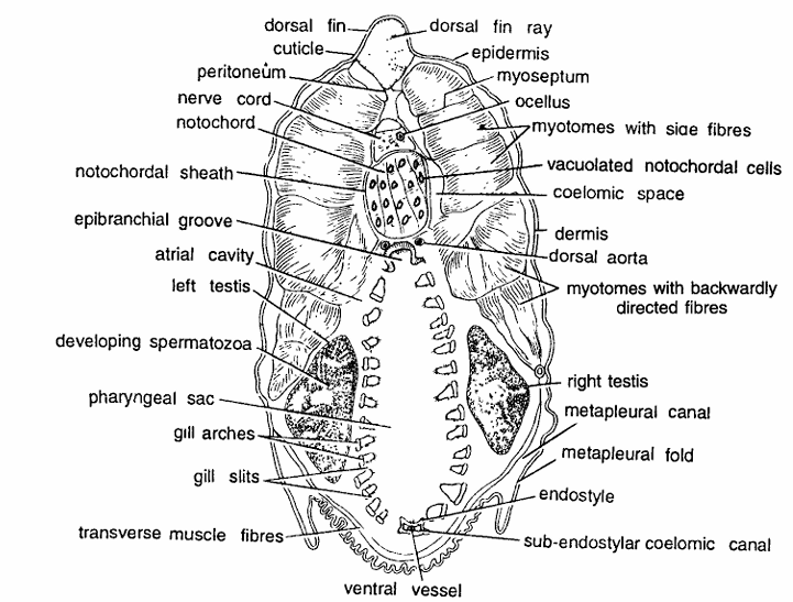 Amphioxus Slides : T.S. Passing Through Testes