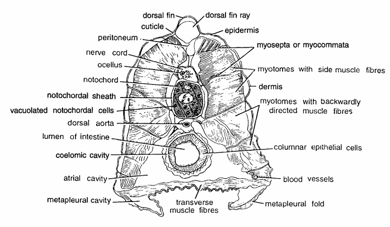 Amphioxus Slides : T. S. Passing Through Mid-gut or Intestine