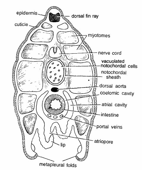 Amphioxus : T.S. Passing Through Atriopore