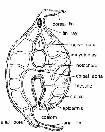 Amphioxus Slides : T.S. Passing Through Anal Region