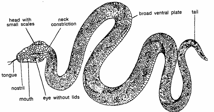 Classification of Vipera (Pitless Viper)