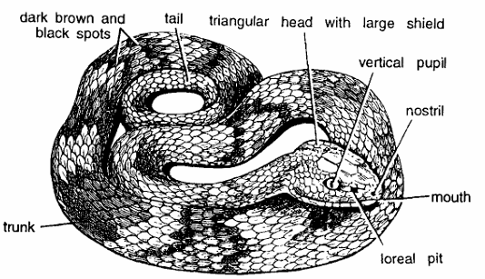 Classification of Agkistrodon (Pit Viper)