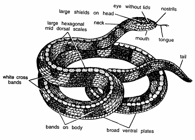 Classification of Bungarus (Krait)