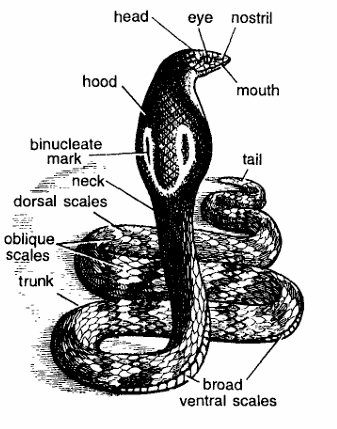 Classification of Naja (cobra)