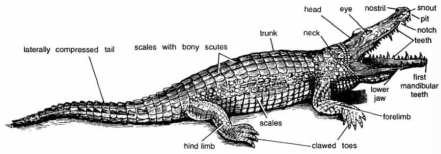 Classification of Crocodylus (Crocodile)