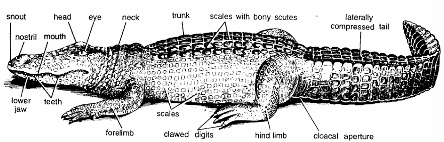 Classification of Alligator