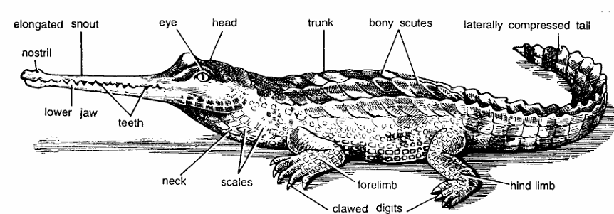 Classification of Gavialis (Gharial)