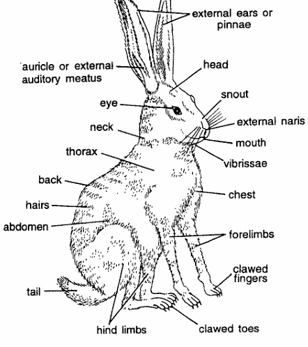 Classification of Lepus (Hare)