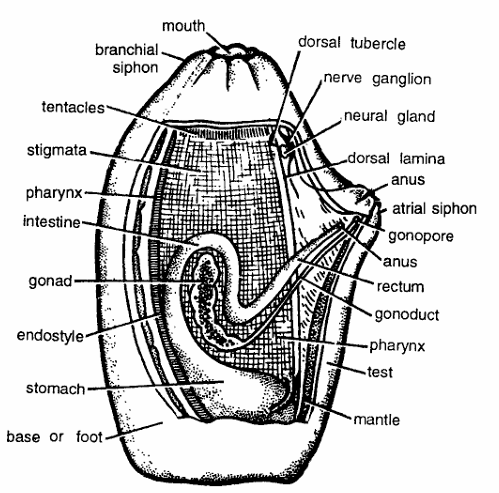 Classification of Ascidia