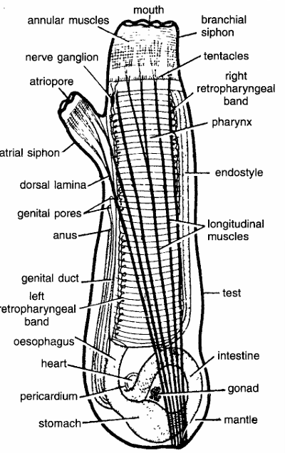 Classification of Ciona