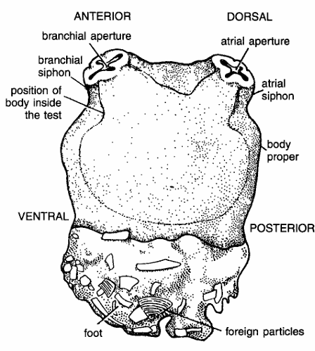 Classification of Herdmania