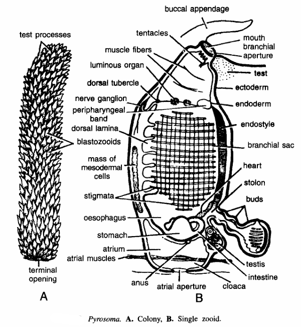 Classification of Pyrosoma