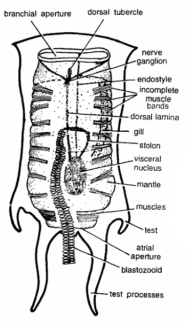 Classification of Salp