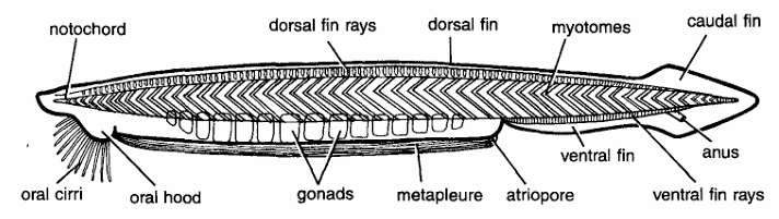 Classification of Branchiostoma lanceolatum (Amphioxus lanceolatus)