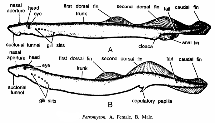 Classification of Petromyzon (Sea Lamprey)