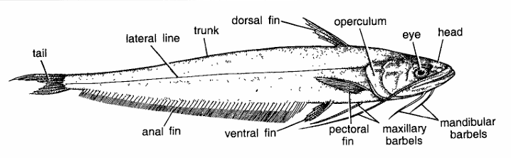 Classification of Wallago attu (Lachi)