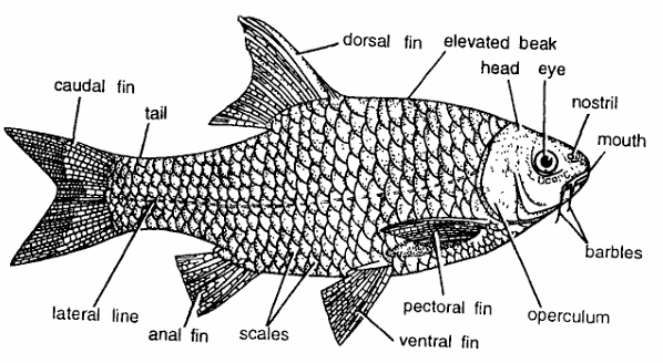 Classification of Barbus sarana (Minnow)