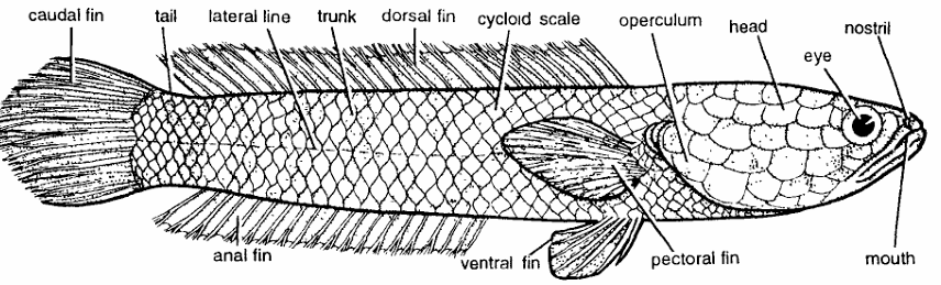 Classification of Ophiocephalus punctatus (Snake Head)