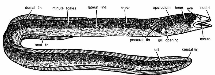 Classification of Anguilla Vulgaris (European Eel)