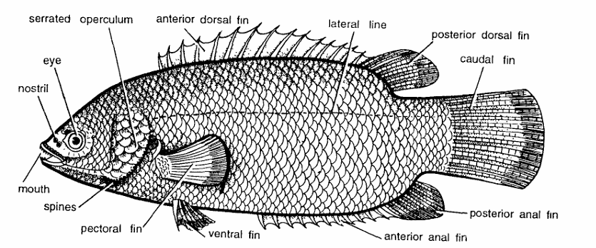 Classification of Anabas (Climbing Perch)