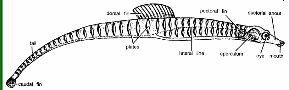 Classification of Syngnathus (Pipe Fish)