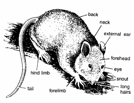 Classification of Rattus Rattus (Rat)