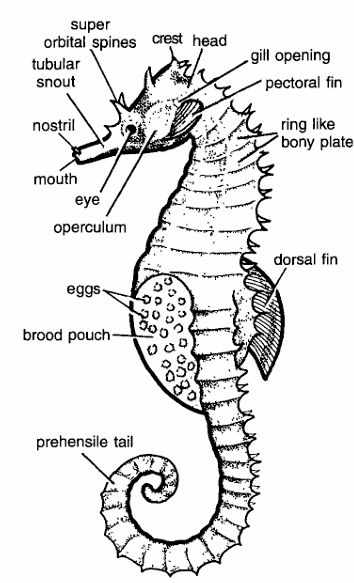 Classification of Hippocampus (Sea Horse)