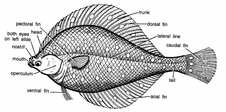 Classification of Pleuronectes (Flat Fish)