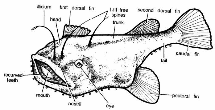 Classification of Lophius (Angler Fish)