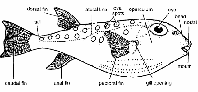 Classification of Tetraodon (Pufferfish)