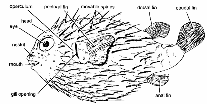 Classification of Diodon (Porcupinefish)